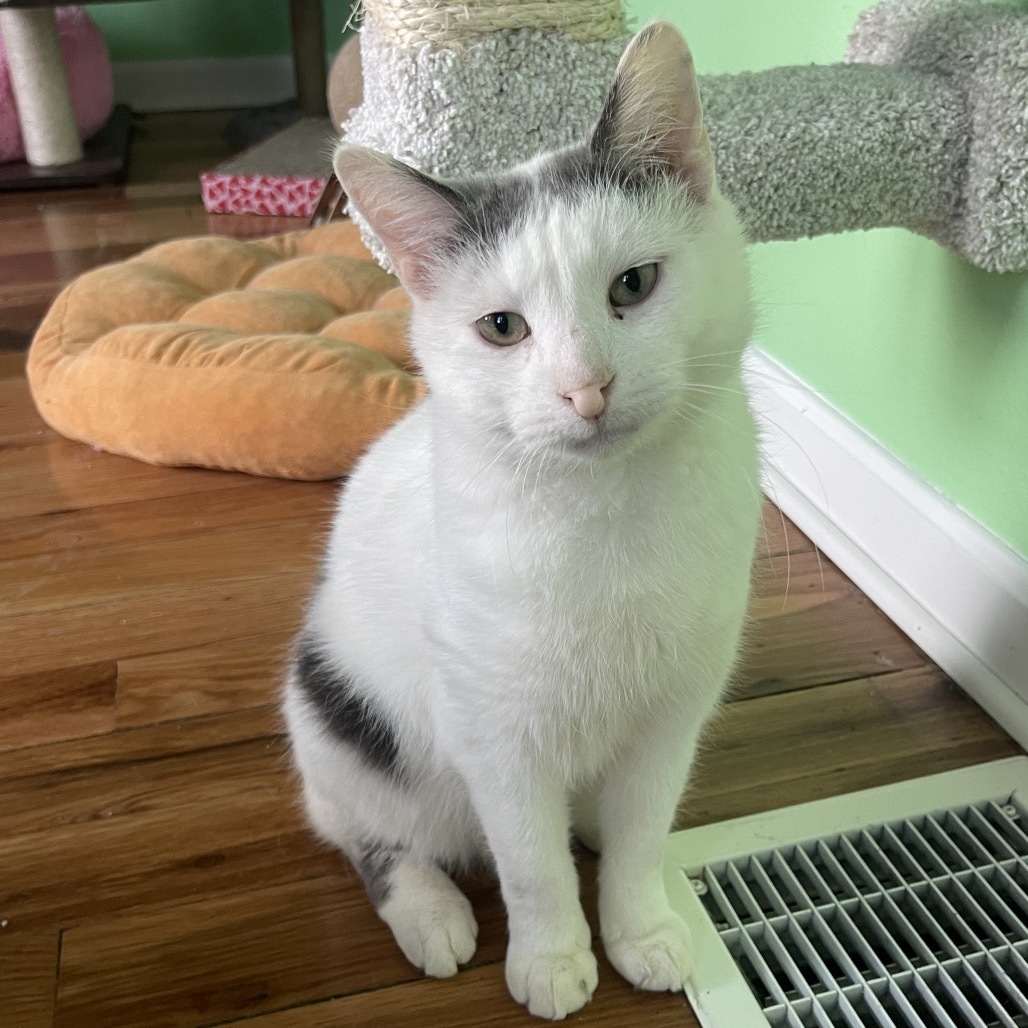 Purrnado, an adoptable Manx, Domestic Short Hair in Granville, OH, 43023 | Photo Image 2