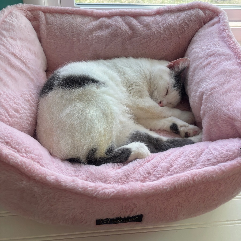 Purrnado, an adoptable Manx, Domestic Short Hair in Granville, OH, 43023 | Photo Image 1