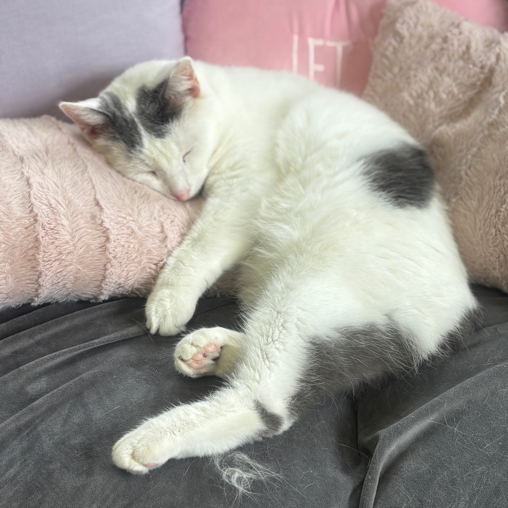 Purrnado, an adoptable Manx, Domestic Short Hair in Granville, OH, 43023 | Photo Image 3