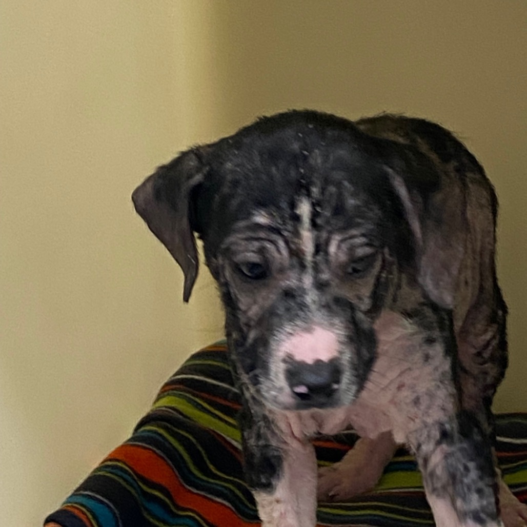 Obie