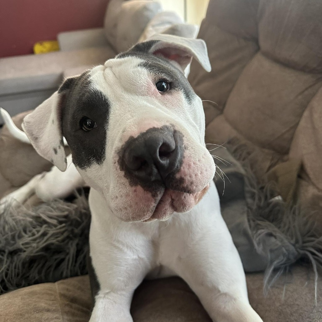 Kaciee, an adoptable Pit Bull Terrier in Brainerd, MN, 56401 | Photo Image 1