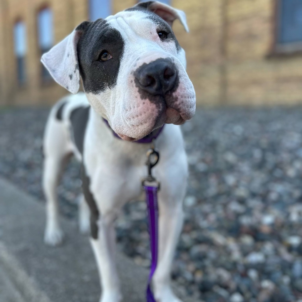 Kaciee, an adoptable Pit Bull Terrier in Brainerd, MN, 56401 | Photo Image 1