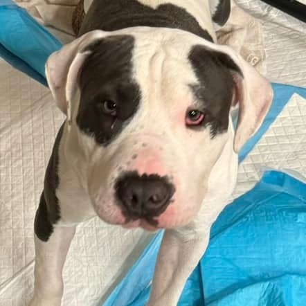 Kaciee, an adoptable Pit Bull Terrier in Brainerd, MN, 56401 | Photo Image 2