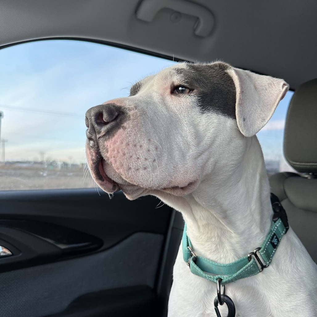 Kaciee, an adoptable Pit Bull Terrier in Brainerd, MN, 56401 | Photo Image 3
