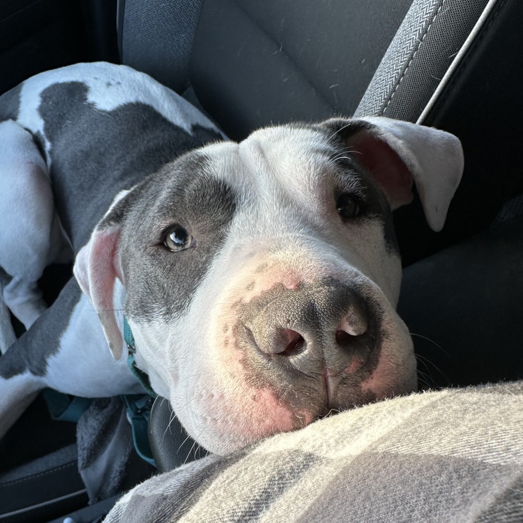 Kaciee, an adoptable Pit Bull Terrier in Brainerd, MN, 56401 | Photo Image 4