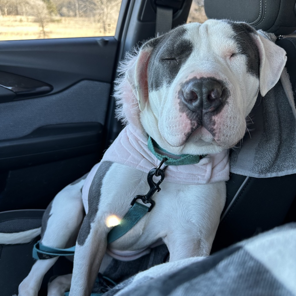 Kaciee, an adoptable Pit Bull Terrier in Brainerd, MN, 56401 | Photo Image 5