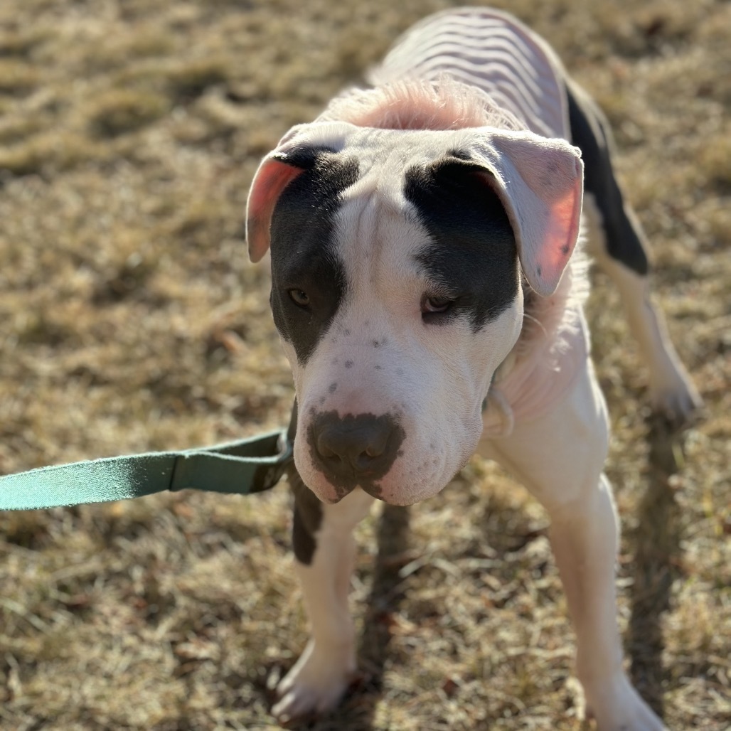 Kaciee, an adoptable Pit Bull Terrier in Brainerd, MN, 56401 | Photo Image 6