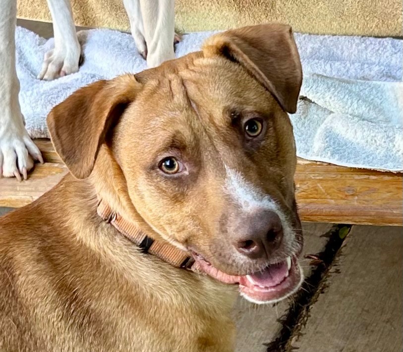 Boswell, an adoptable Labrador Retriever, Retriever in Cottonwood, AZ, 86326 | Photo Image 1