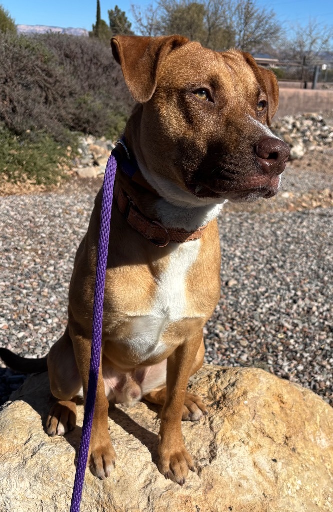 Boswell, an adoptable Labrador Retriever, Retriever in Cottonwood, AZ, 86326 | Photo Image 2