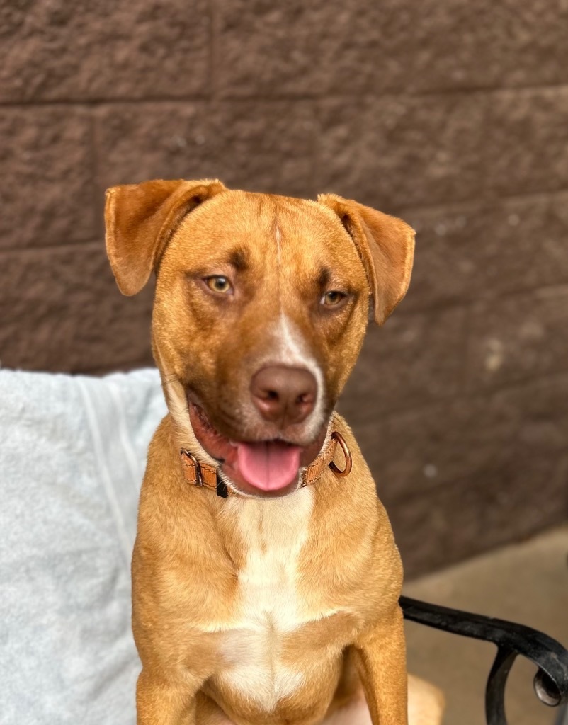 Boswell, an adoptable Labrador Retriever, Retriever in Cottonwood, AZ, 86326 | Photo Image 3