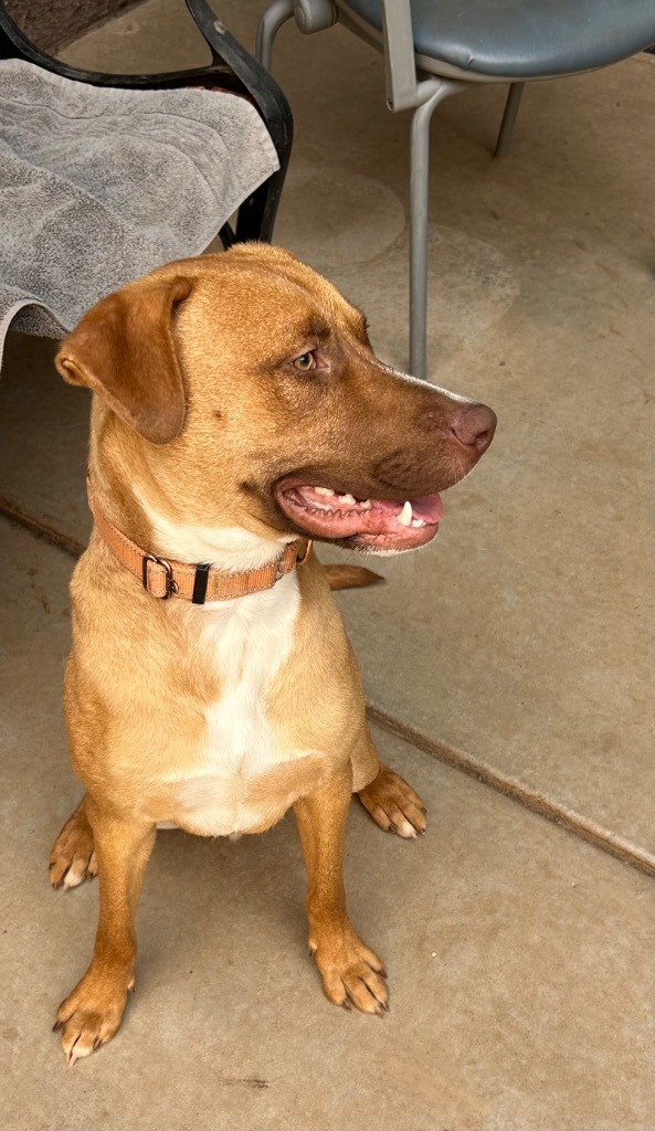 Boswell, an adoptable Labrador Retriever, Retriever in Cottonwood, AZ, 86326 | Photo Image 4