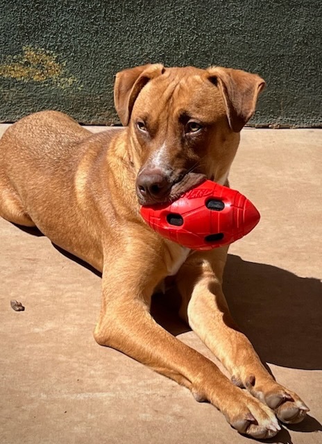Boswell, an adoptable Labrador Retriever, Retriever in Cottonwood, AZ, 86326 | Photo Image 5