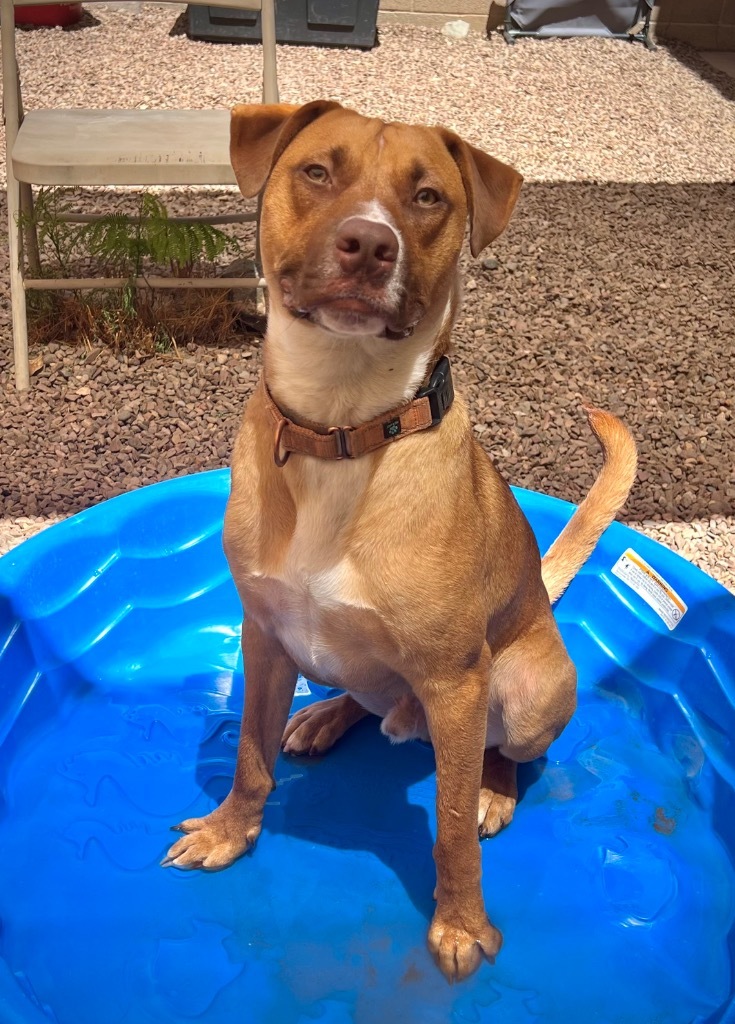 Boswell, an adoptable Labrador Retriever, Retriever in Cottonwood, AZ, 86326 | Photo Image 5