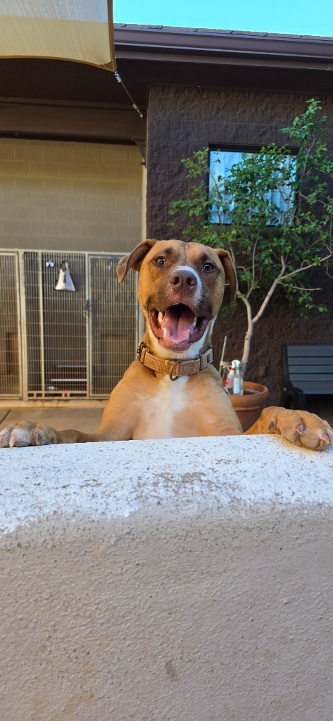 Boswell, an adoptable Labrador Retriever, Retriever in Cottonwood, AZ, 86326 | Photo Image 6