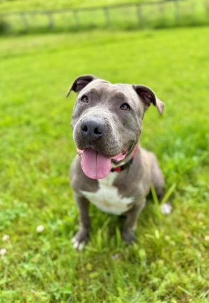 Raylee, Young Female Pit Bull Terrier
