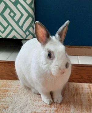 Bunbun