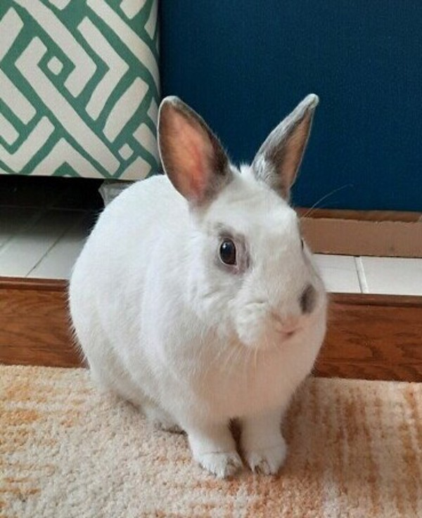 Bunbun