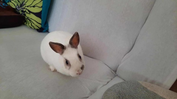 Bunbun