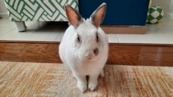 Bunbun