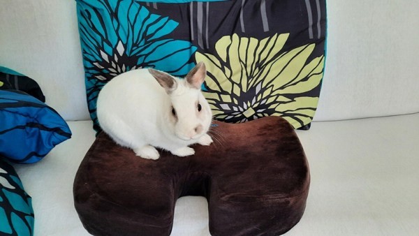 Bunbun