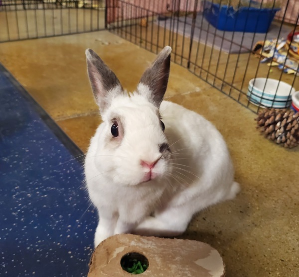 Bunbun