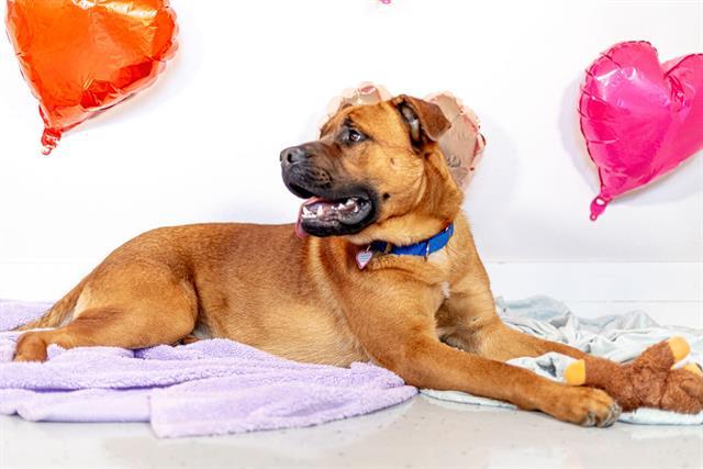 CHRISTOPHER ROBIN*, an adoptable Boerboel, Mixed Breed in Santa Cruz, CA, 95062 | Photo Image 1