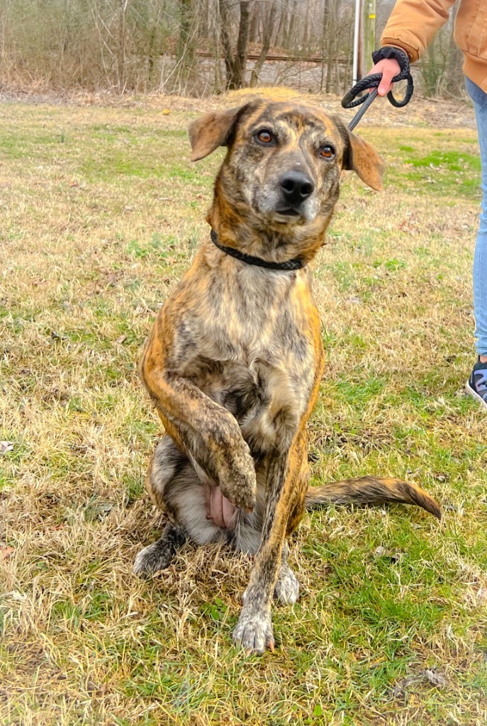 Capri, an adoptable Affenpinscher, Mixed Breed in Murray, KY, 42071 | Photo Image 1