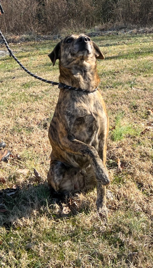 Capri, an adoptable Affenpinscher, Mixed Breed in Murray, KY, 42071 | Photo Image 2