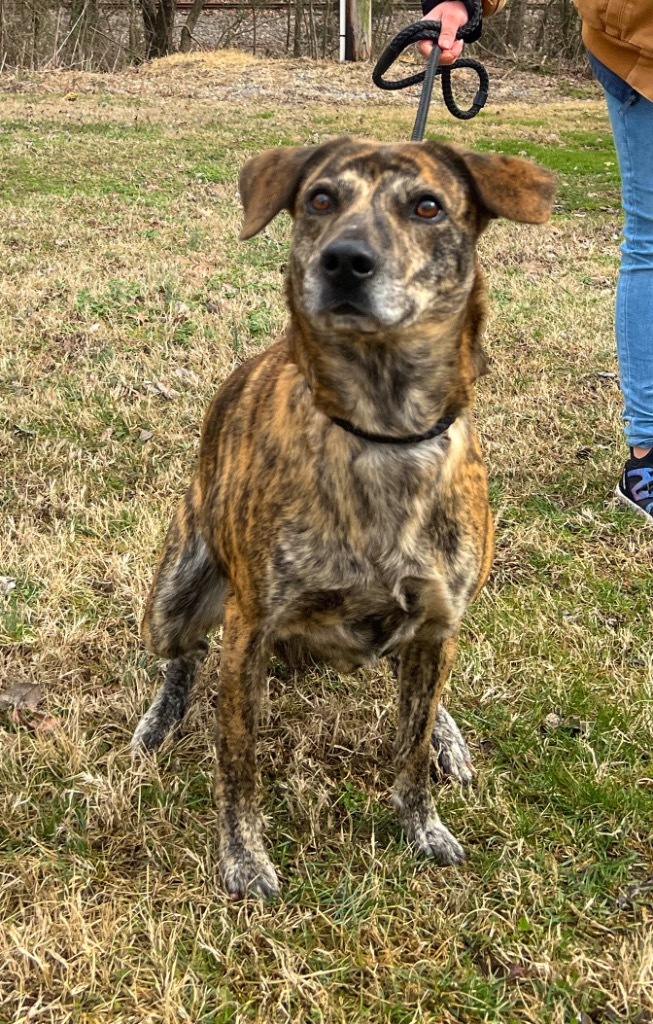 Capri, an adoptable Affenpinscher, Mixed Breed in Murray, KY, 42071 | Photo Image 4