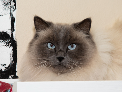 Joe, an adoptable Himalayan, Domestic Short Hair in Longmont, CO, 80501 | Photo Image 1