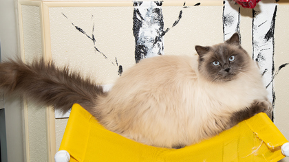 Joe, an adoptable Himalayan, Domestic Short Hair in Longmont, CO, 80501 | Photo Image 2