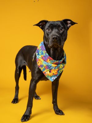 Petunia, Adult Female Mixed Breed