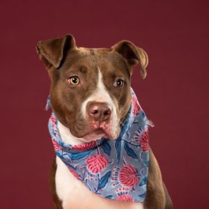 Ramona, Adult Female Pit Bull Terrier