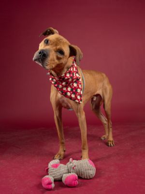 Hi Im Hero-yes you read that right Im Hero and Im ready to be your four-legged sidekick Im 