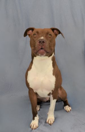 Meet Ajax Your Smart Sweet and Ready-to-Learn Best Friend Looking for a pup whos eager to soak u