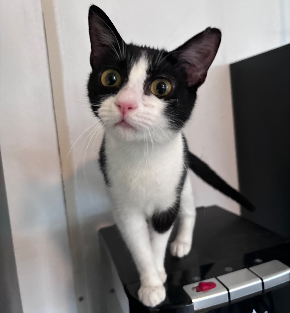 Kuromi, an adoptable Domestic Short Hair in Corpus Christi, TX, 78415 | Photo Image 1