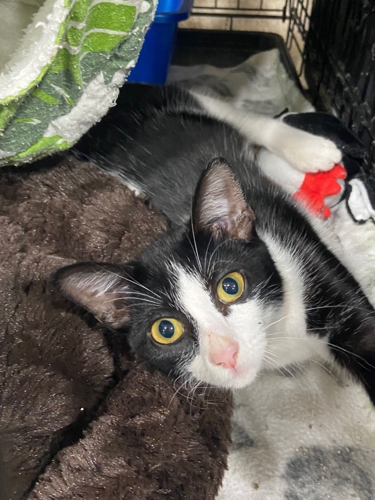 Kuromi, an adoptable Domestic Short Hair in Corpus Christi, TX, 78415 | Photo Image 2