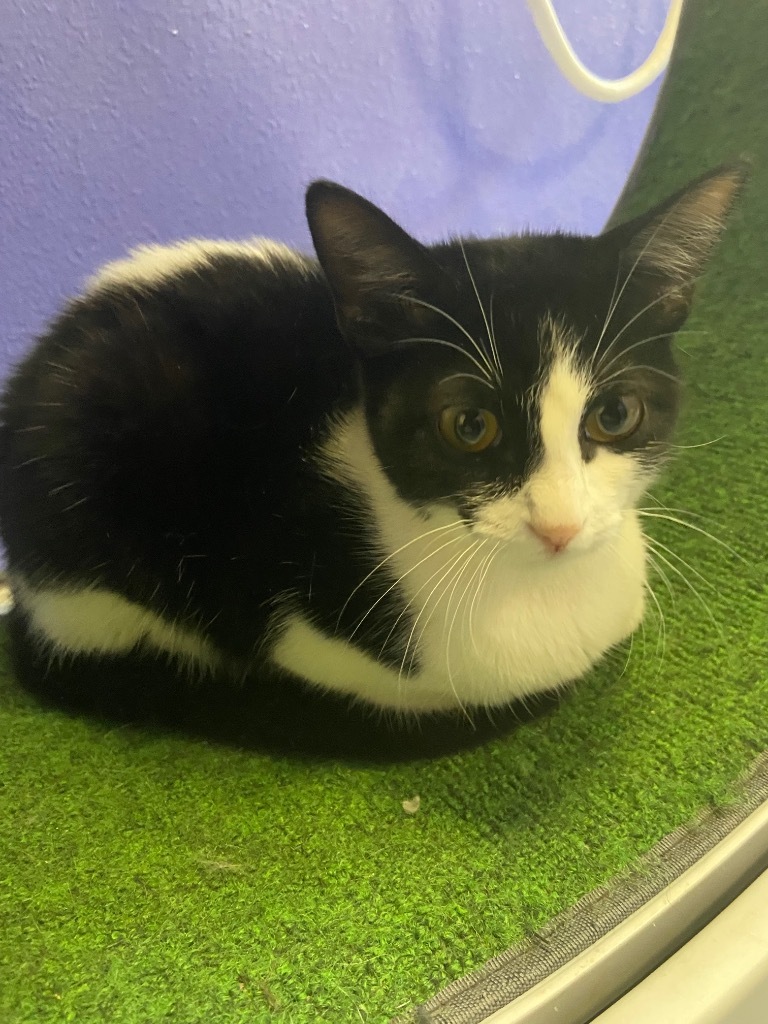 Kuromi, an adoptable Domestic Short Hair in Corpus Christi, TX, 78415 | Photo Image 3