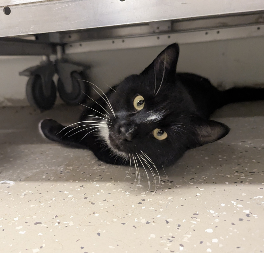 Danger, an adoptable Domestic Short Hair in Havre, MT, 59501 | Photo Image 1