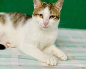 Floyd Domestic Short Hair Cat