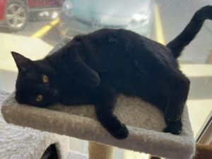 Meet Elise the elegant one-year-old black beauty with a heart of gold Elise may start off a bit ba