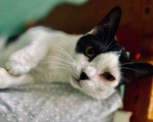Sammie Domestic Short Hair Cat