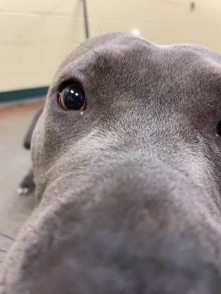 Mocha