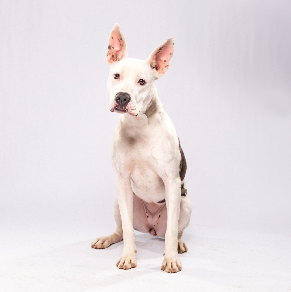 Persephone, an adoptable Bull Terrier in El Paso, TX, 79906 | Photo Image 1
