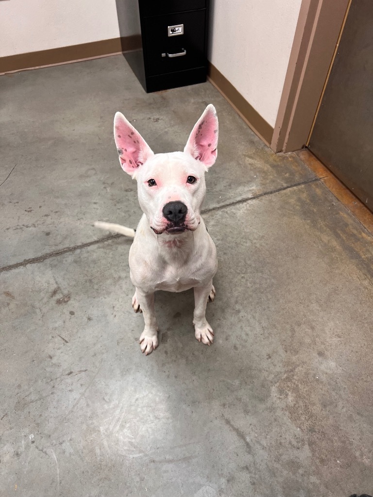 Persephone, an adoptable Bull Terrier in El Paso, TX, 79906 | Photo Image 2