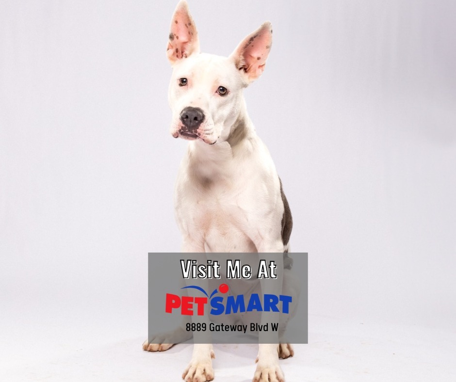 Persephone, an adoptable Bull Terrier in El Paso, TX, 79906 | Photo Image 3