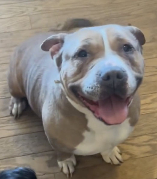 Petunia