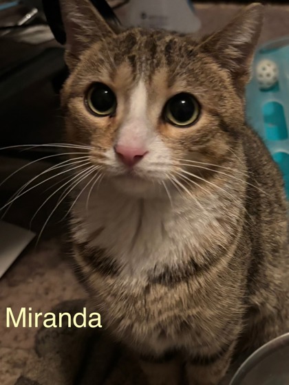 Miranda