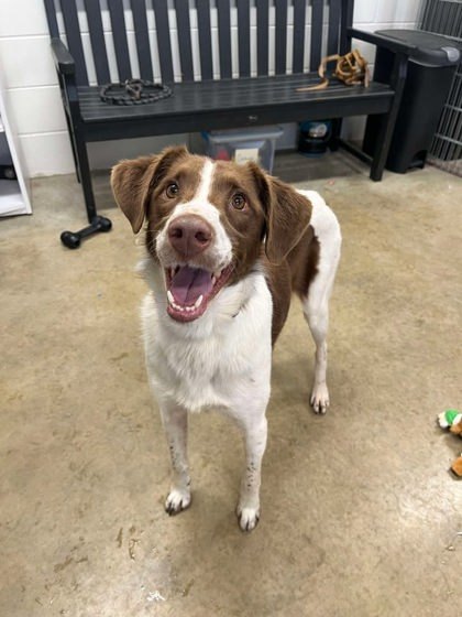 Juniper, an adoptable Brittany Spaniel, Spaniel in Jasper, IN, 47547 | Photo Image 1