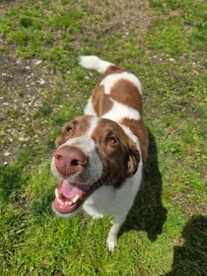 Juniper, an adoptable Brittany Spaniel, Spaniel in Jasper, IN, 47547 | Photo Image 1